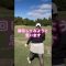 #ゴルフ #ゴルフ練習動画 #golf #練習ラウンド #ゴルフ女子 #ゴルフスイング動画 #ゴルフスイング #ゴルフラウンド動画 #golfswing #国内女子ゴルフ