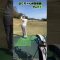 #ふくちゃん練習#スイング #ドライバー #ゴルフスイング #アイアン #golf  #田中勝也 #ふじさんゴルフ＃福ちゃん