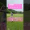 ごるふ好き、チャンネル登録宜しくお願いします🥺🙇‍♀️ #ゴルフ #ラウンド #ゴルフ女子 #golf #チャンネル登録お願いします #ラウンド動画 #youtube #ゴルフ好きと繋がりたい