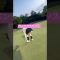 初のパーチャンス成功ならずでした🥲 #ゴルフ女子 #ゴルフ初心者 #初ラウンド #golf #パンチラ