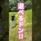 あの事件から…更にもう一回遊べるドン！！#ゴルフ #ゴルフスイング #ゴルフレッスン #golf #shorts