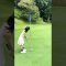 【チャレンジ】人生初Birdie putt#ゴルフ #ゴルフ女子 #ゴルフファッション
