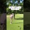 パターで転がしアプローチ！#ゴルフ #ゴルフレッスン #ゴルフスイング #golf #shorts