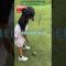 8/23かほ③ #ゴルフ #golf #ゴルフキッズ #ゴルフスイング #ゴルフ女子 #ゴルフラウンド #7歳女の子 #かほゴルフクラブ #嘉麻市 #ショートホール