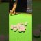 全天候型で楽しむ、本格シミュレーションゴルフ体験⛳　【さふぃスパ舞子　24時間ゴルフ】 #ホテル #トラックマン