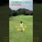 10/18山陽国際G.C西② #ゴルフ #golf #ゴルフキッズ #ジュニアゴルファー  #ゴルフ女子 #ゴルフラウンド #7歳女の子 #山陽国際ゴルフクラブ